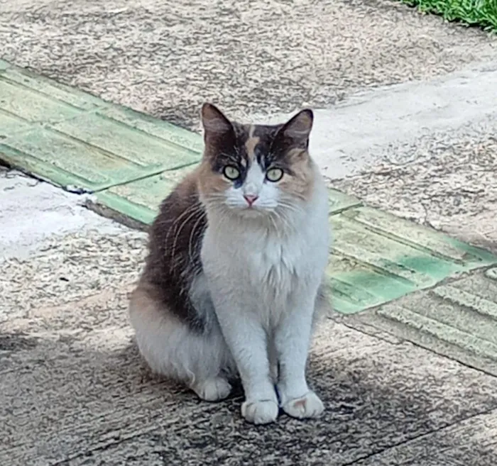 Gato raça SRD-ViraLata idade 2 anos nome Margô