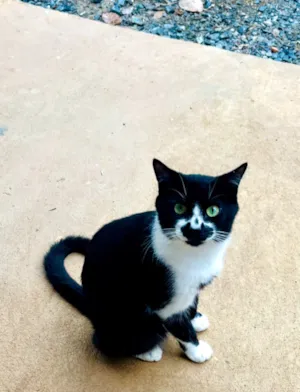 Gato raça SRD-ViraLata idade 2 anos nome Frajola