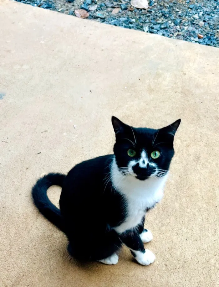 Gato raça SRD-ViraLata idade 2 anos nome Frajola