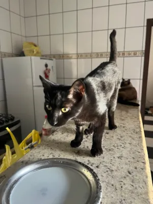 Gato raça SRD-ViraLata idade 2 a 6 meses nome Fumaça 