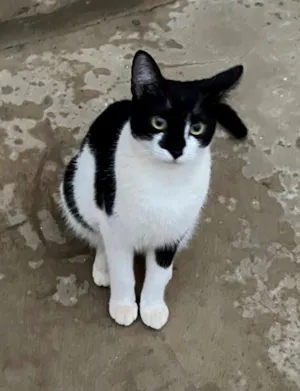 Gato raça SRD-ViraLata idade 7 a 11 meses nome Margarida 