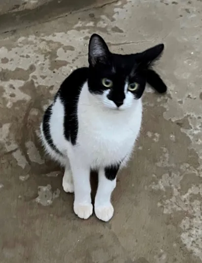 Gato raça SRD-ViraLata idade 7 a 11 meses nome Margarida 