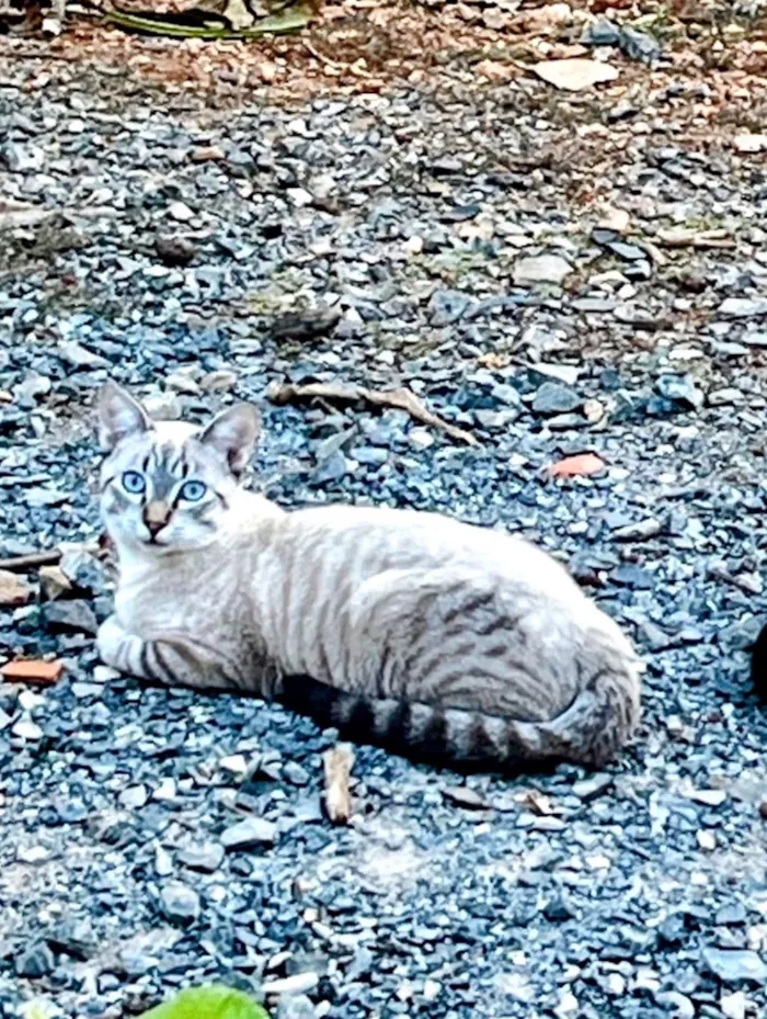 Gato raça SRD-ViraLata idade 7 a 11 meses nome Pileco 