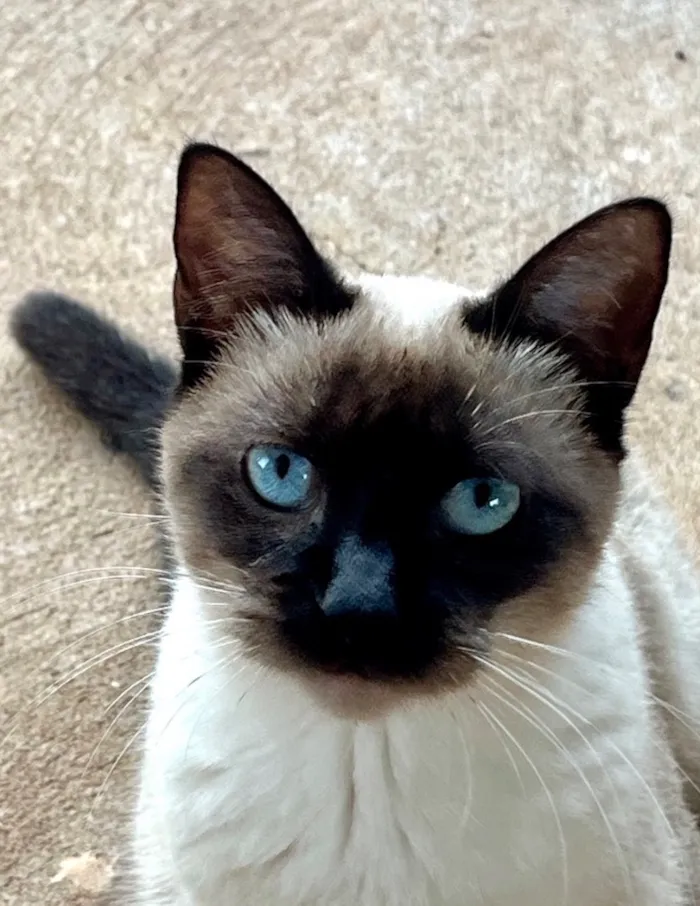 Gato raça Siamês idade 2 a 6 meses nome Pipoca