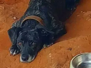Cachorro raça SRD-ViraLata idade 6 ou mais anos nome Princesa