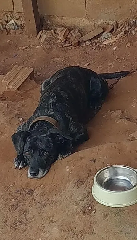 Cachorro raça SRD-ViraLata idade 6 ou mais anos nome Princesa