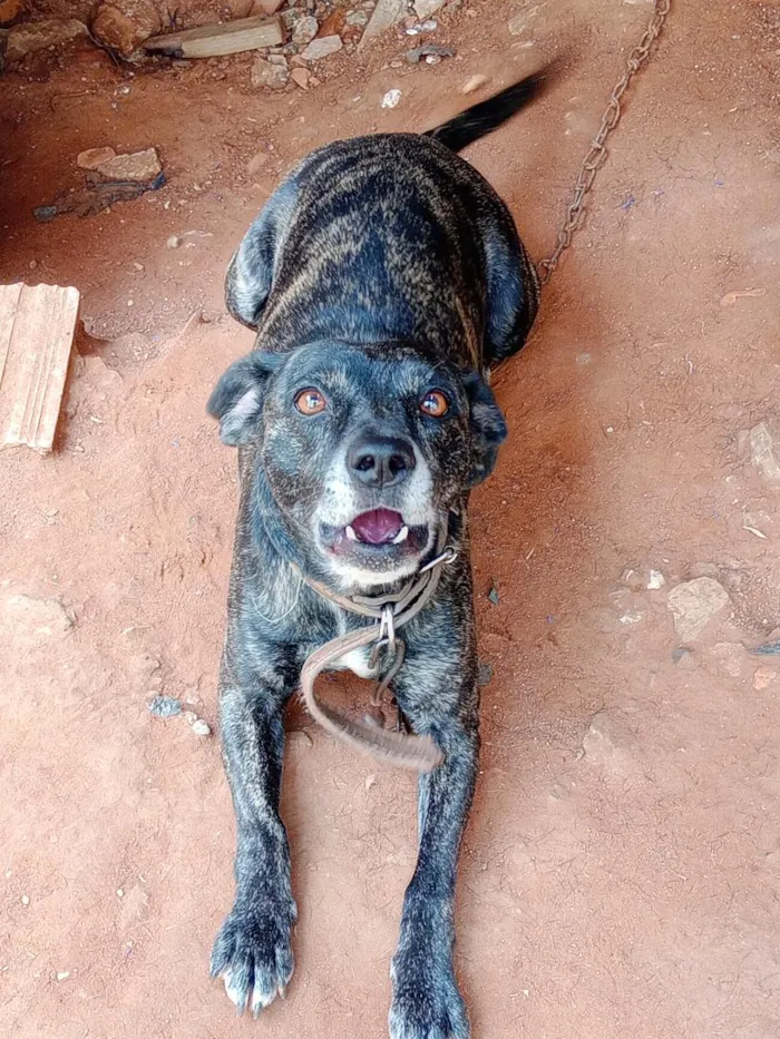 Cachorro raça SRD-ViraLata idade 6 ou mais anos nome Princesa