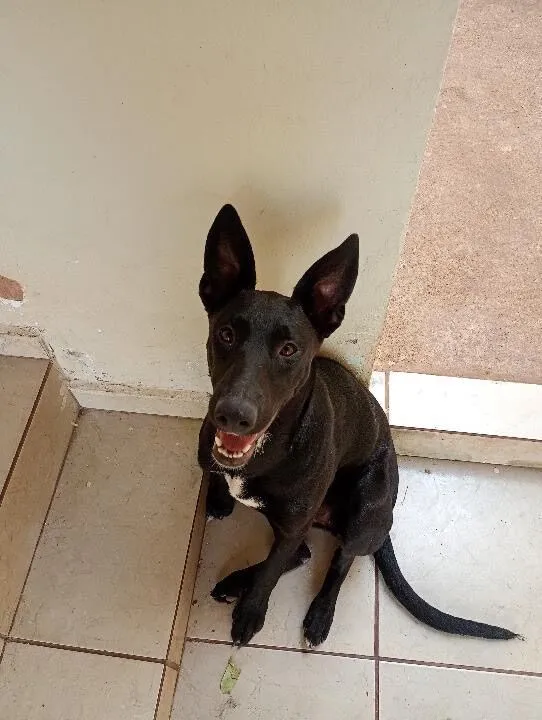 Cachorro raça Pastor Alemão idade 2 a 6 meses nome Meg