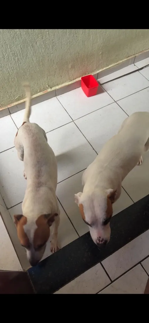 Cachorro raça Pit-Bull idade 2 a 6 meses nome Thor e amora