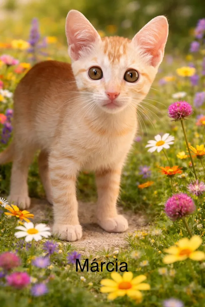 Gato raça SRD-ViraLata idade Abaixo de 2 meses nome Marcelino e Márcia