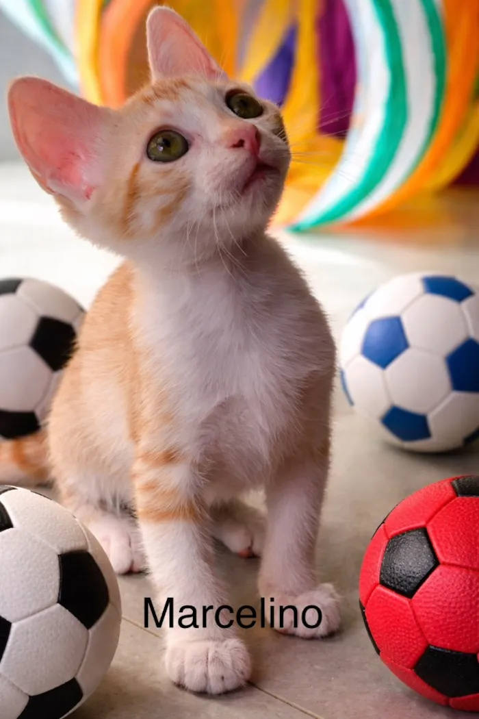 Gato raça SRD-ViraLata idade Abaixo de 2 meses nome Marcelino e Márcia