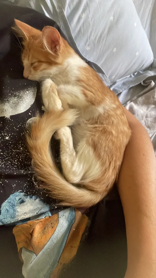 Gato raça SRD-ViraLata idade 2 a 6 meses nome Chuvinha