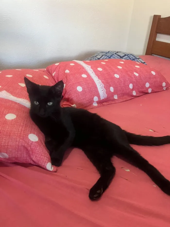 Gato raça SRD-ViraLata idade 2 a 6 meses nome Leo