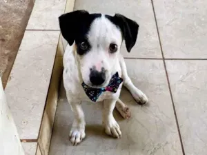 Cachorro raça SRD-ViraLata idade 2 a 6 meses nome Lili 