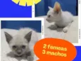 gatinho 
