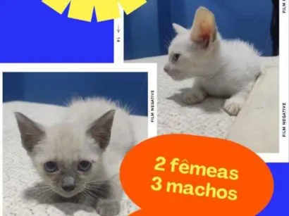Gato raça Siamês idade Abaixo de 2 meses nome gatinho 