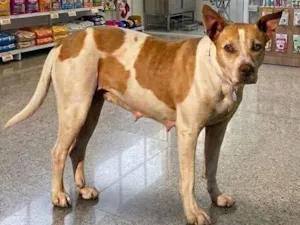 Cachorro raça Pit-Bull idade 5 anos nome brisa