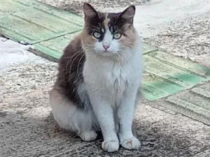 Gato raça SRD-ViraLata idade 2 anos nome Margô