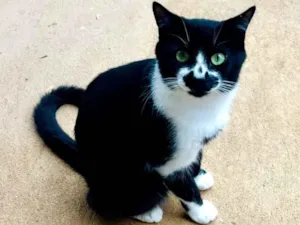 Gato raça SRD-ViraLata idade 2 anos nome Frajola