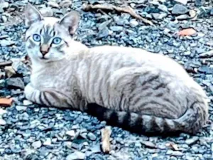 Gato raça SRD-ViraLata idade 7 a 11 meses nome Pileco 