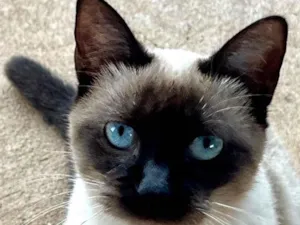 Gato raça Siamês idade 2 a 6 meses nome Pipoca