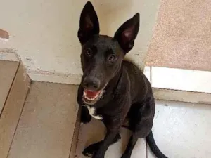 Cachorro raça Pastor Alemão idade 2 a 6 meses nome Meg