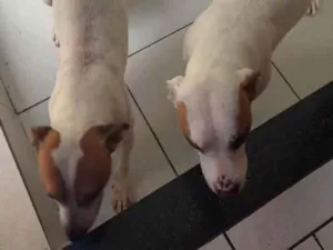 Cachorro raça Pit-Bull idade 2 a 6 meses nome Thor e amora