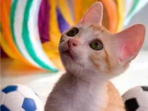 Gato raça SRD-ViraLata idade Abaixo de 2 meses nome Marcelino e Márcia