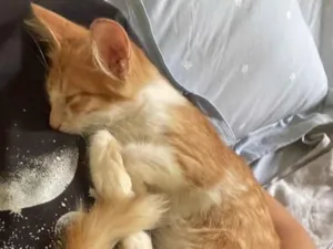 Gato raça SRD-ViraLata idade 2 a 6 meses nome Chuvinha