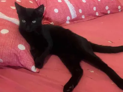 Gato raça SRD-ViraLata idade 2 a 6 meses nome Leo