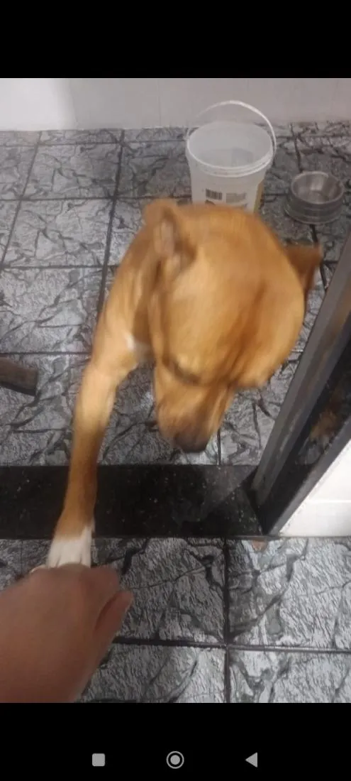 Cachorro raça SRD-ViraLata idade 1 ano nome Brutus