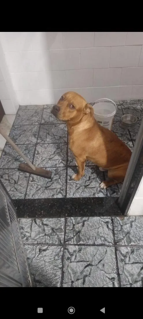 Cachorro raça SRD-ViraLata idade 1 ano nome Brutus