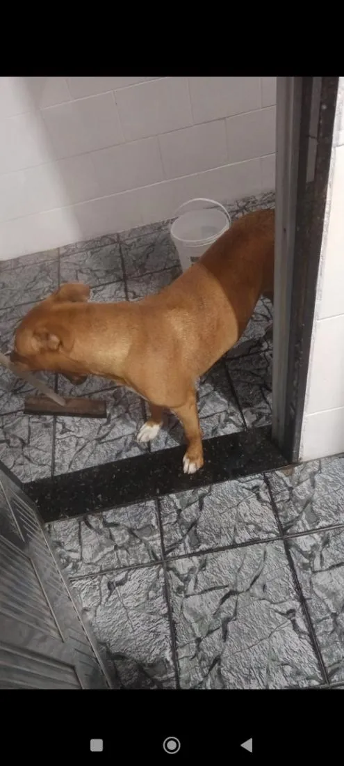 Cachorro raça SRD-ViraLata idade 1 ano nome Brutus