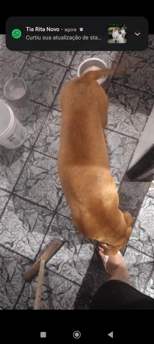 Cachorro raça SRD-ViraLata idade 1 ano nome Brutus