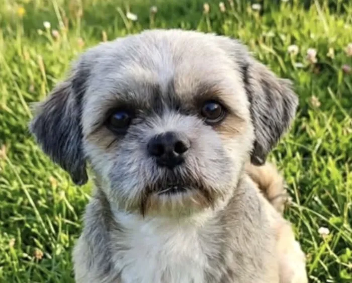 Cachorro raça Shitzu idade 1 ano nome Lupe 