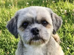 Cachorro raça Shitzu idade 1 ano nome Lupe 