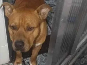 Cachorro raça SRD-ViraLata idade 1 ano nome Brutus