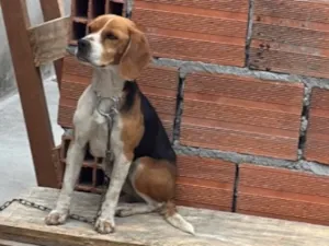 Cachorro raça SRD-ViraLata idade 4 anos nome Mel