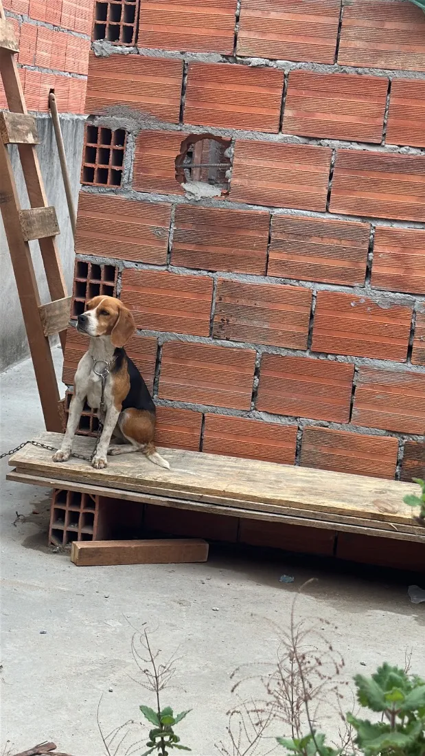 Cachorro raça SRD-ViraLata idade 4 anos nome Mel