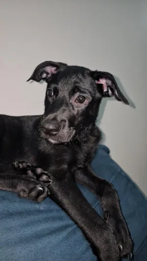 Cachorro raça SRD-ViraLata idade 2 a 6 meses nome Jack