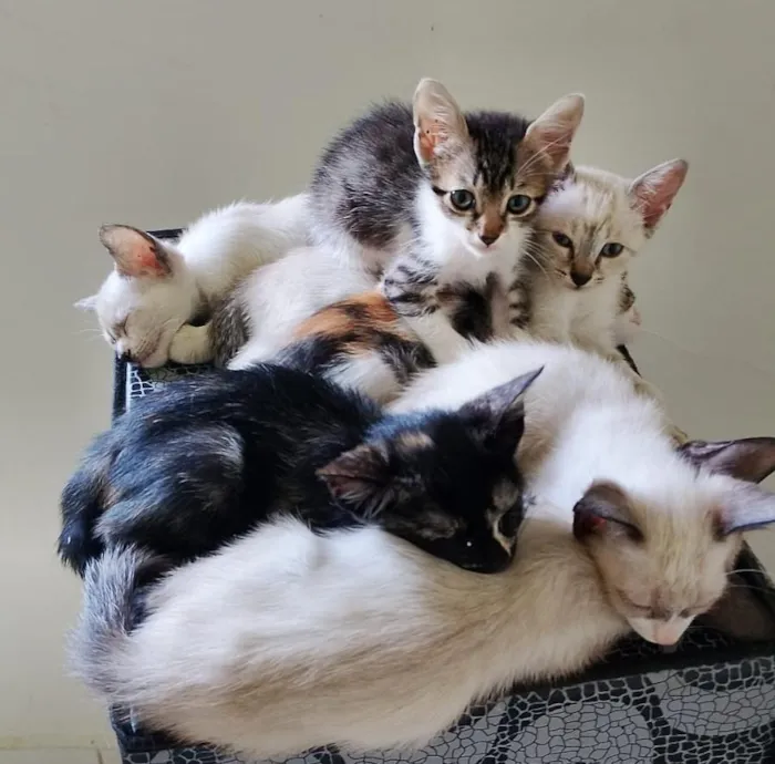 Gato raça SRD-ViraLata idade 2 a 6 meses nome ainda sem nomes 