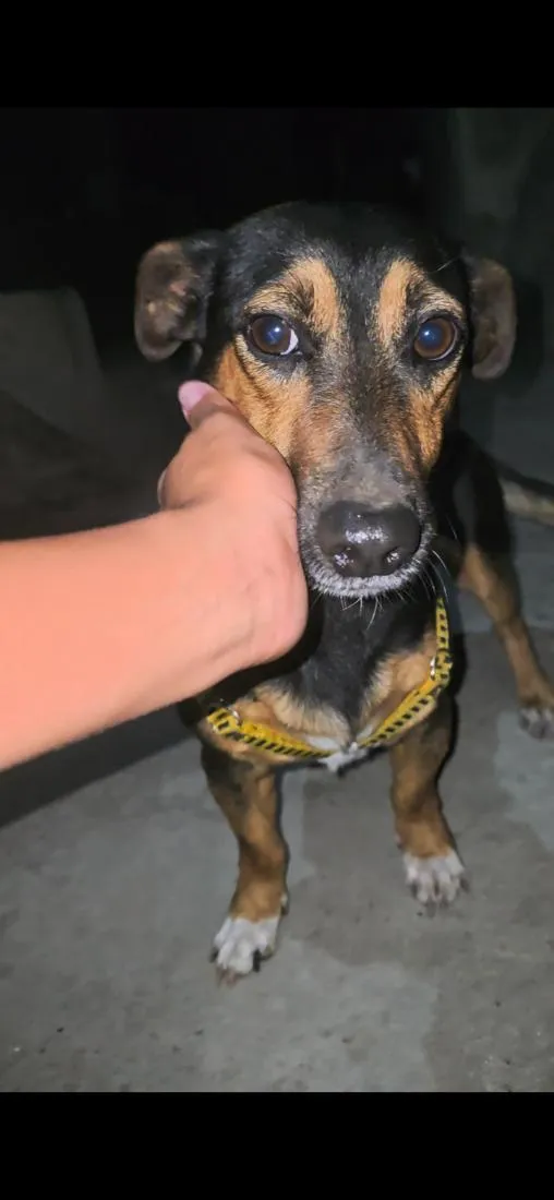 Cachorro raça SRD-ViraLata idade 2 anos nome Billy