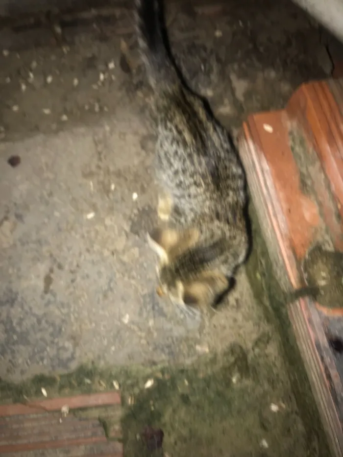 Gato raça SRD-ViraLata idade 2 a 6 meses nome Gatos normais 