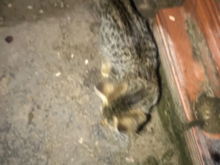 Gato raça SRD-ViraLata idade 2 a 6 meses nome Gatos normais 