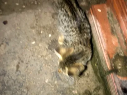 Gato raça SRD-ViraLata idade 2 a 6 meses nome Gatos normais 