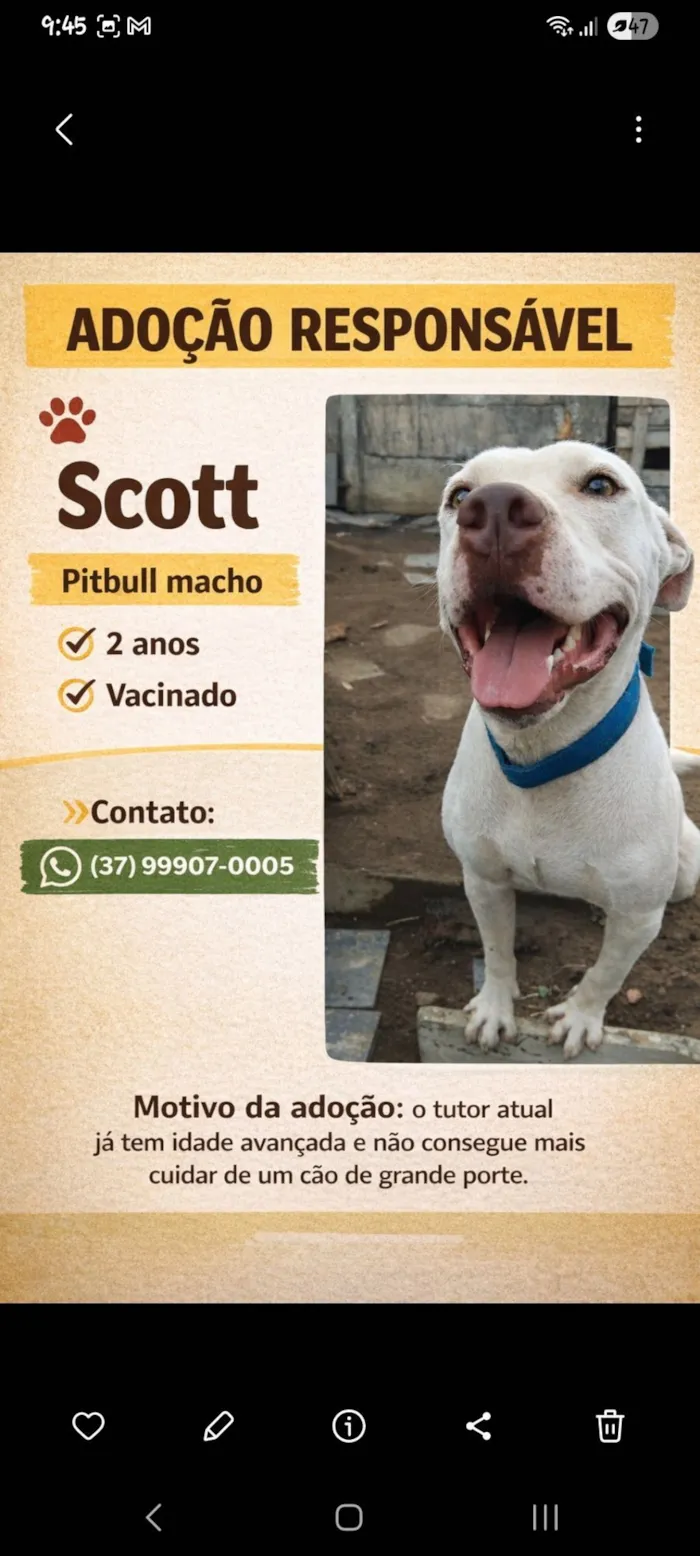 Cachorro raça Pit-Bull idade 2 anos nome Scott