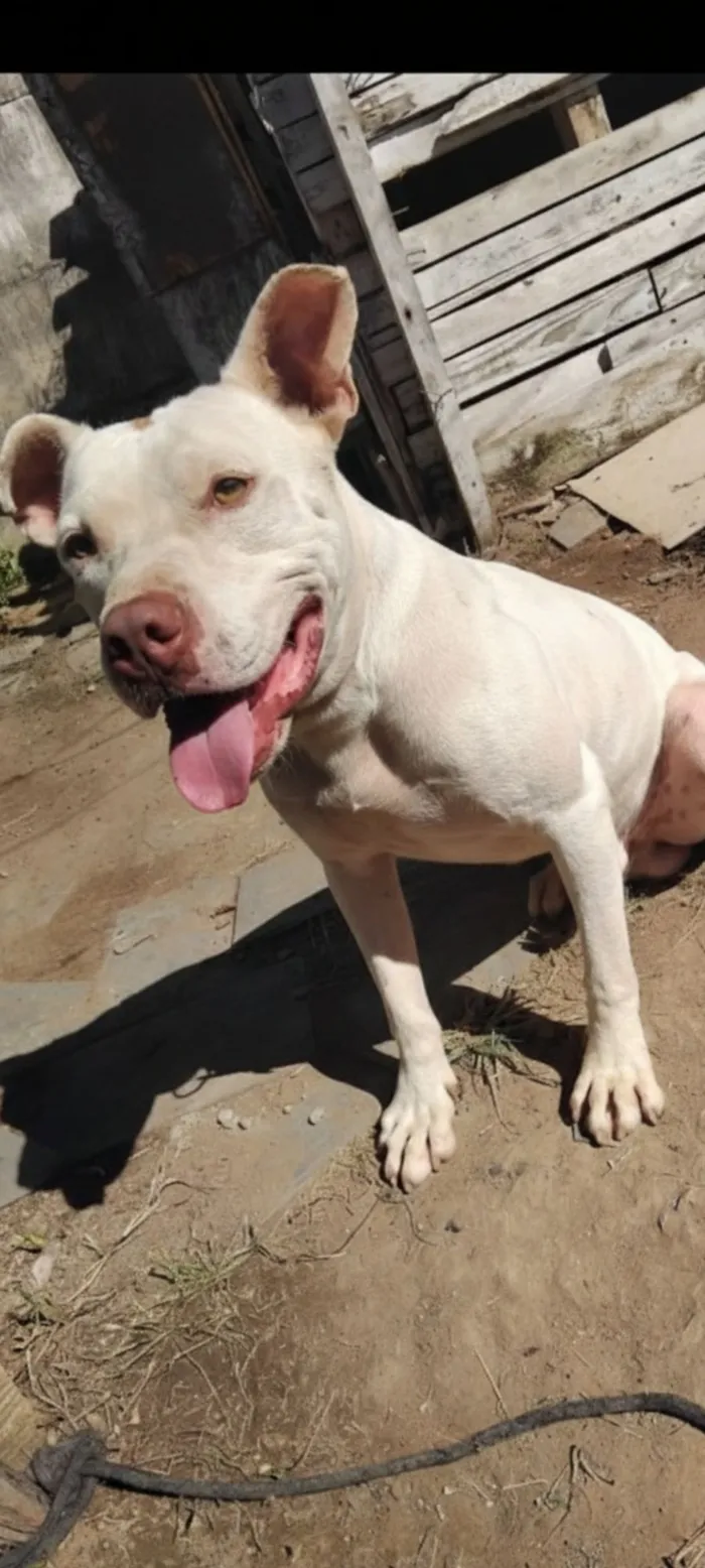 Cachorro raça Pit-Bull idade 2 anos nome Scott
