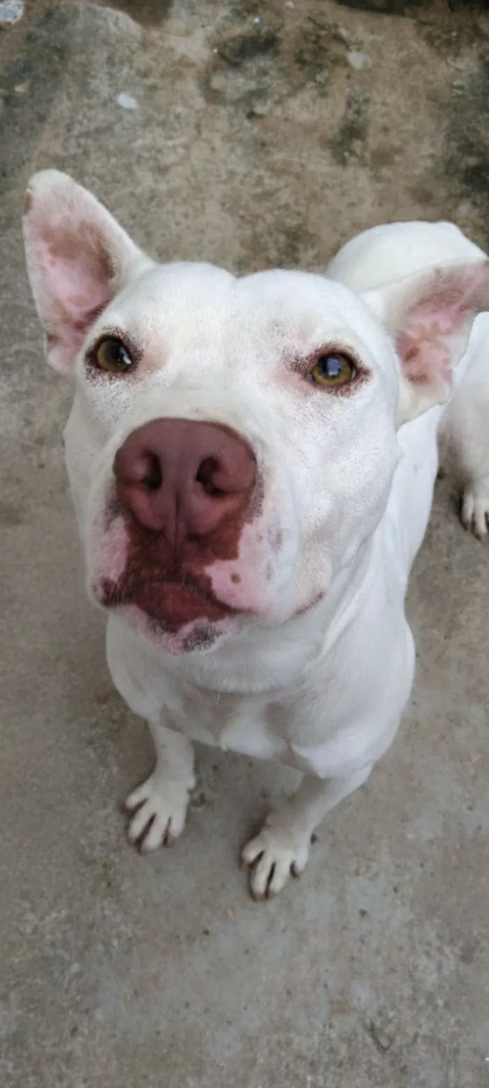 Cachorro raça Pit-Bull idade 2 anos nome Scott