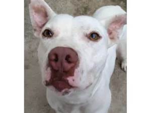 Cachorro raça Pit-Bull idade 2 anos nome Scott