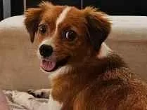 Cachorro raça SRD-ViraLata idade 2 anos nome Nina